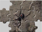 Spider puzzles