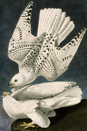 Audubon: Gyrfalcons