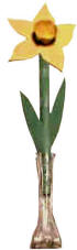 daffodil craft