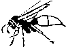 wasp