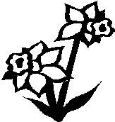jonquille