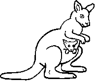 kangourou