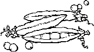 légume