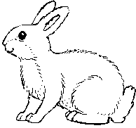 lapin
