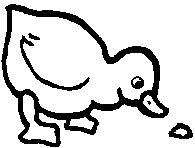 ducks
