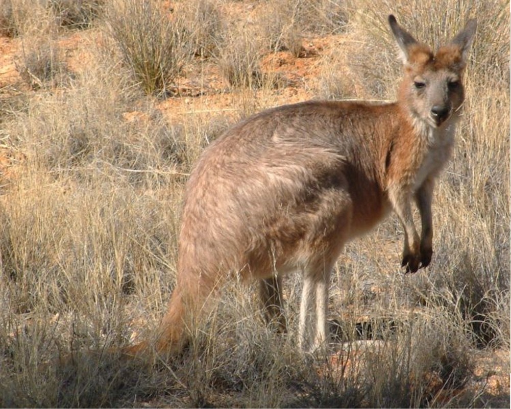 Puzzle Image