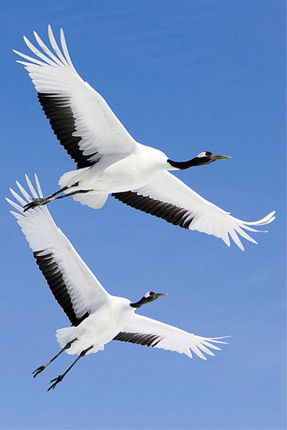 Puzzle Image