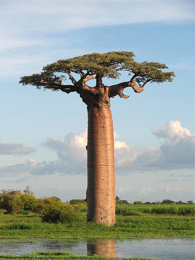 Puzzle Image