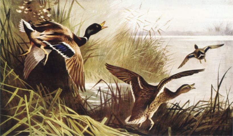Puzzle Image