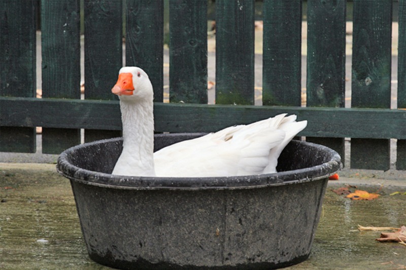 Puzzle Image