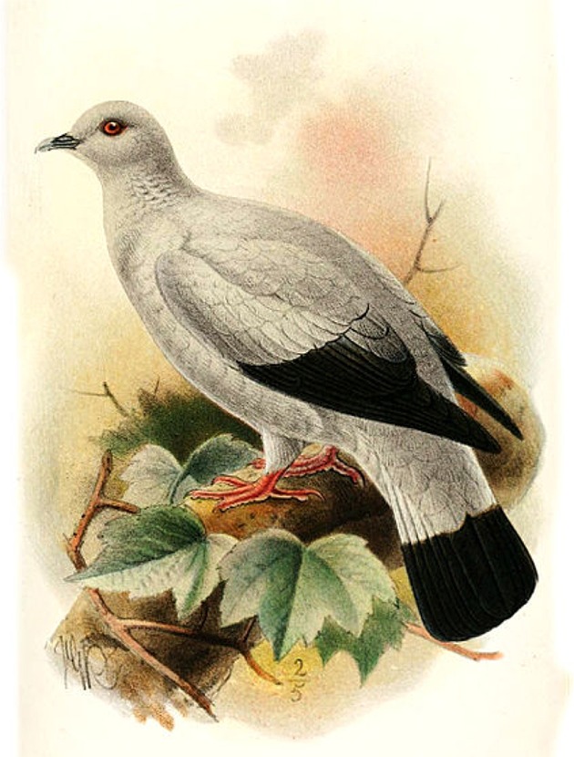 Puzzle Image