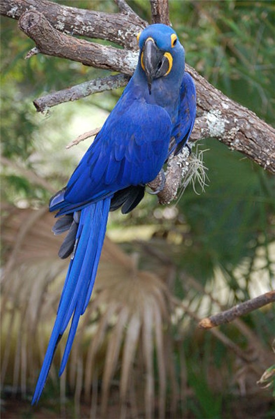 Puzzle Image