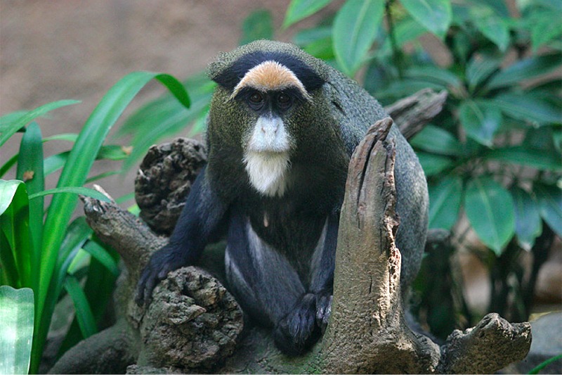 Puzzle Image