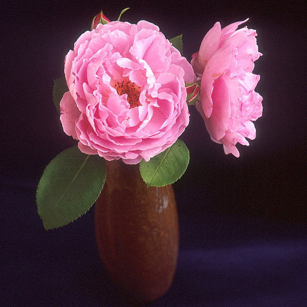 Puzzle Image