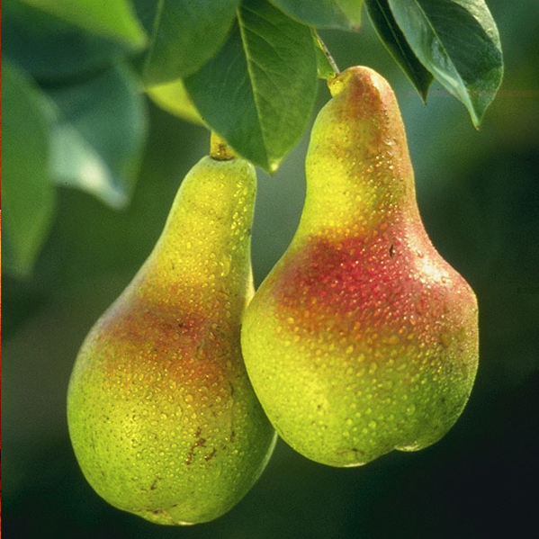 Puzzle Image