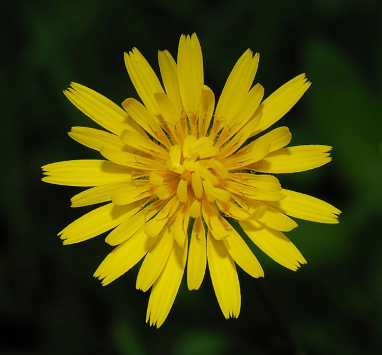Puzzle Image