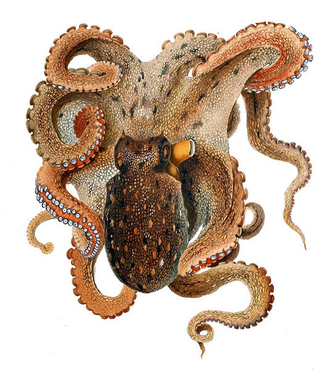Puzzle Image