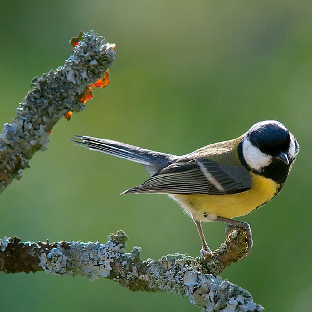 Puzzle Image