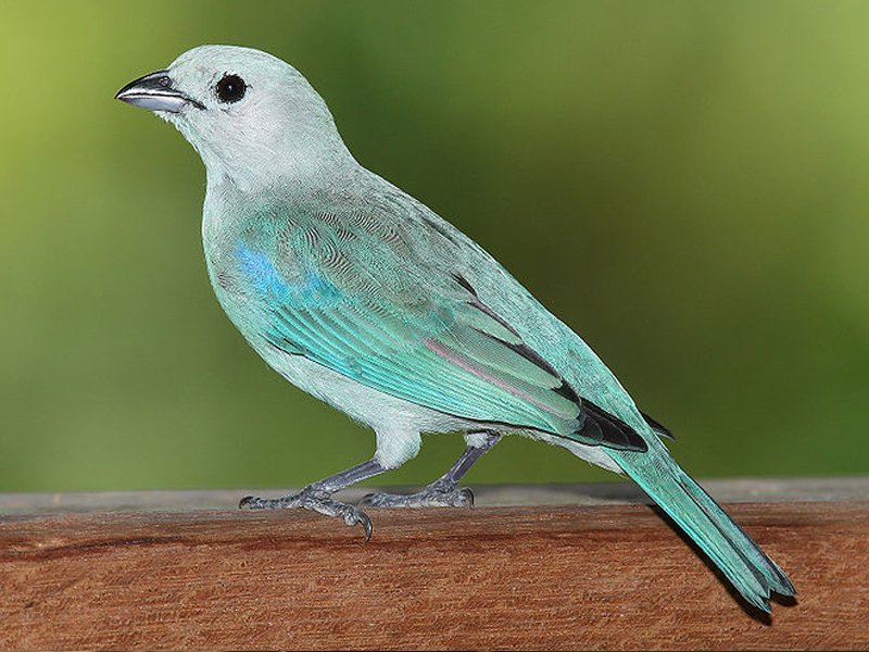 Puzzle Image