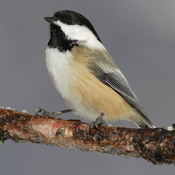 Puzzle Image