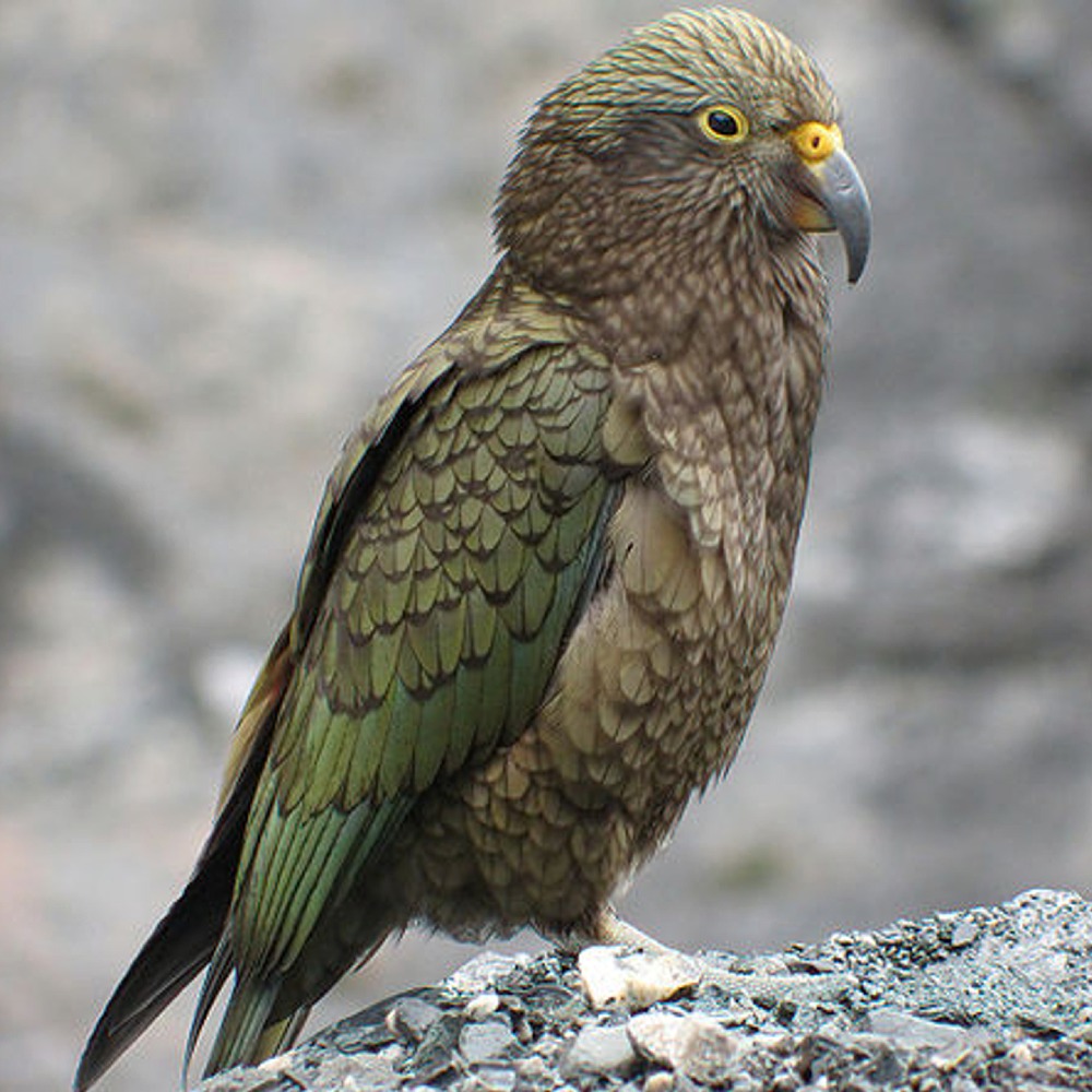 Puzzle Image