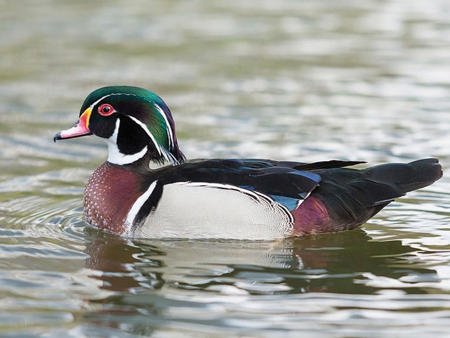 Puzzle Image