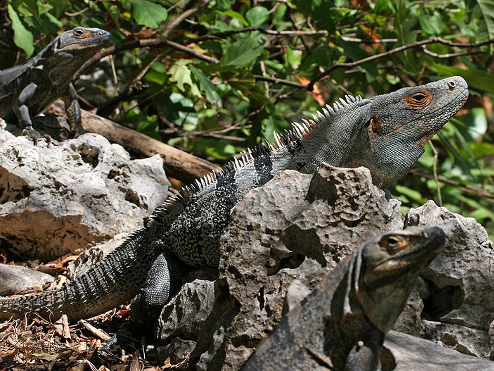 Puzzle Image