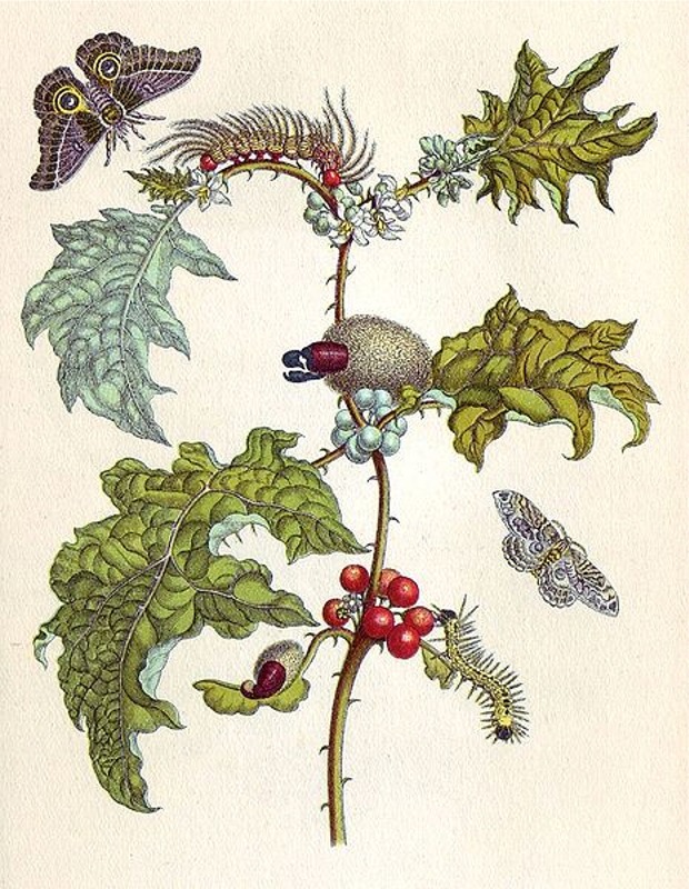 Puzzle Image