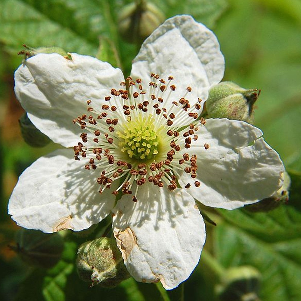 Puzzle Image