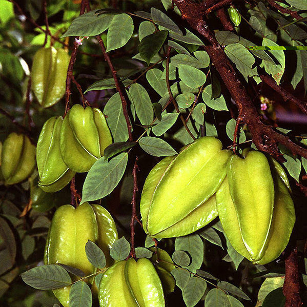 Puzzle Image