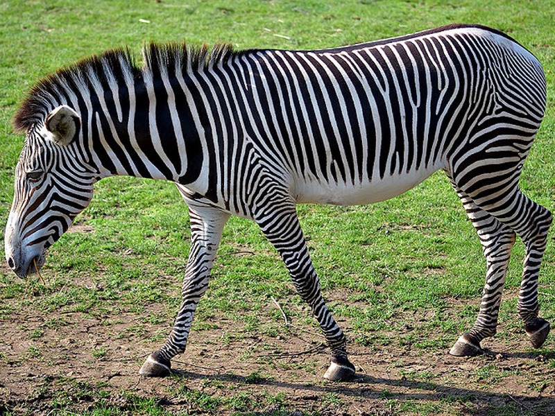 Puzzle Image
