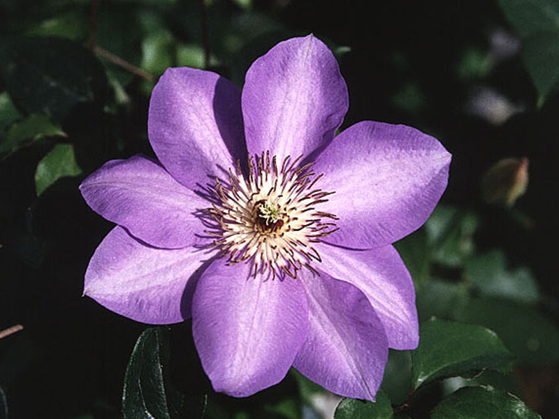 Puzzle Image