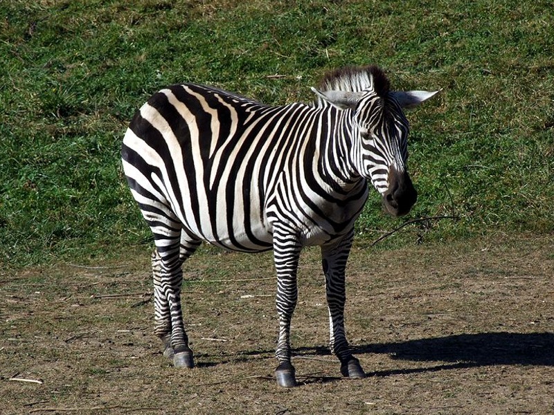 Puzzle Image