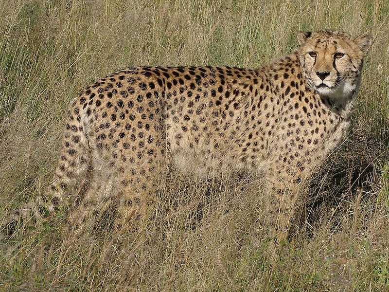 Puzzle Image