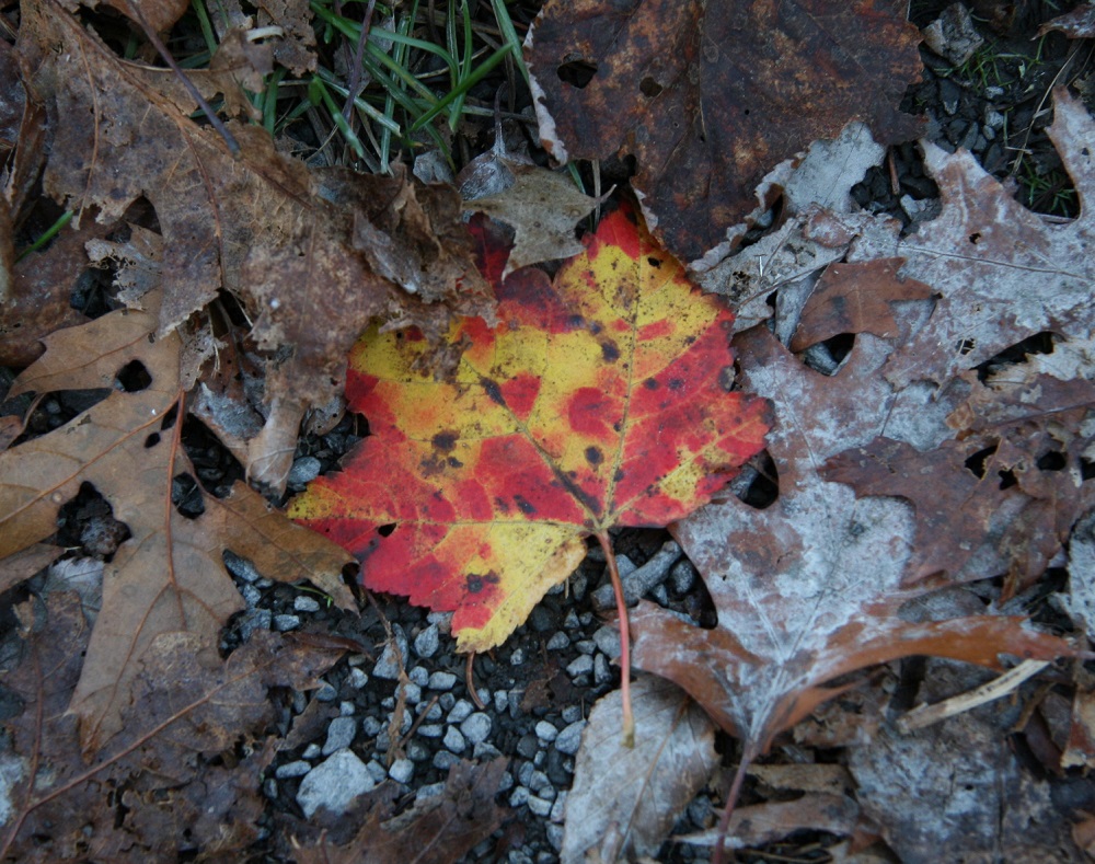 Puzzle Image