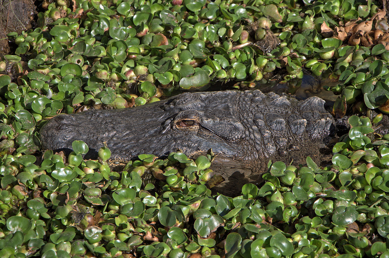 Puzzle Image