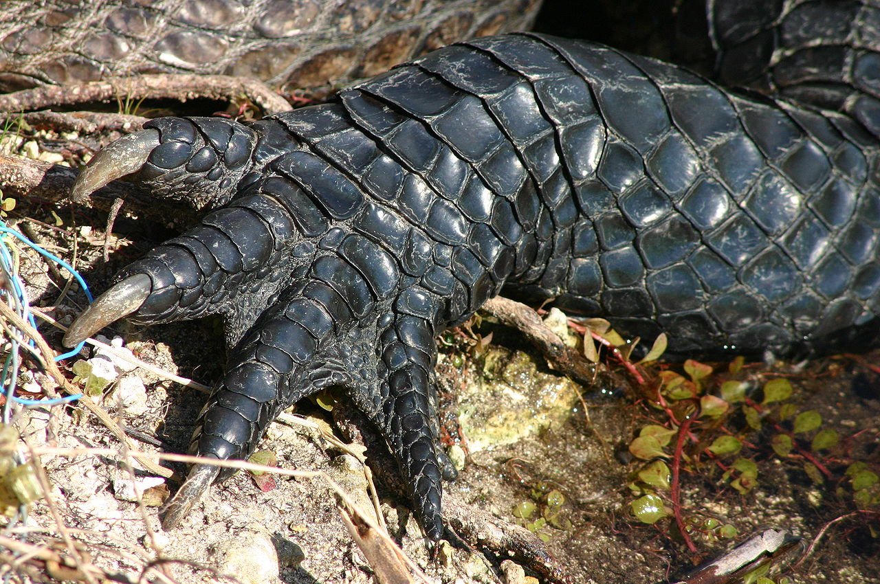 Puzzle Image