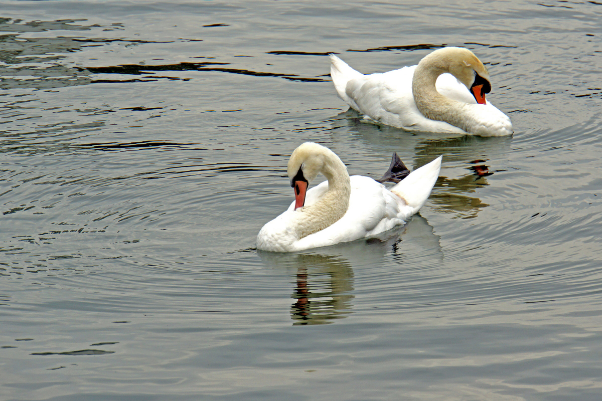 Puzzle Image