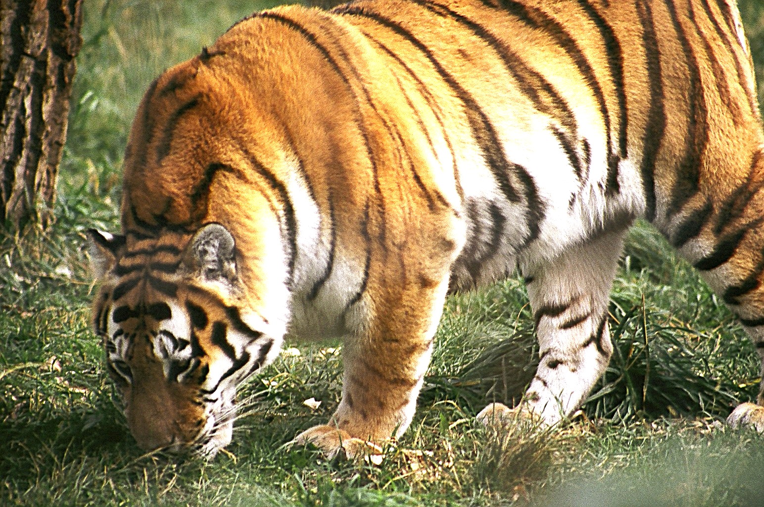 Puzzle Image