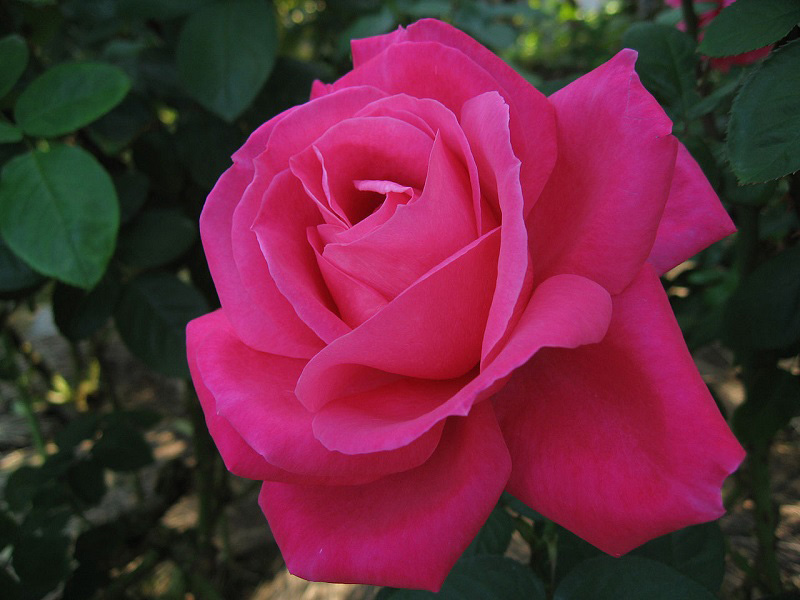 Puzzle Image