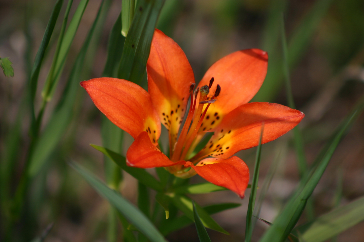 Puzzle Image