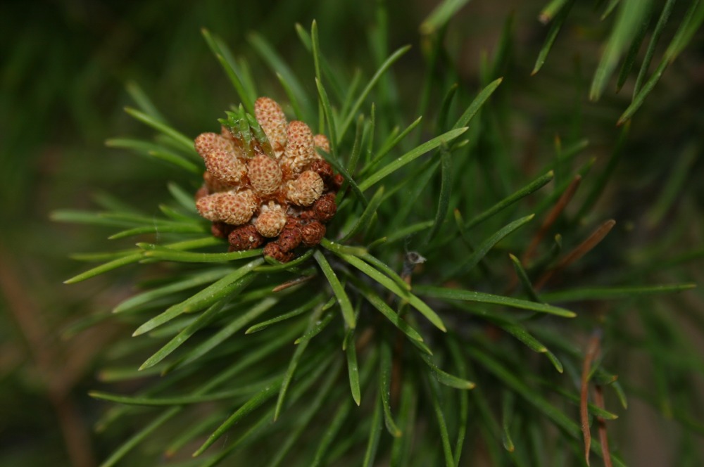 Puzzle Image