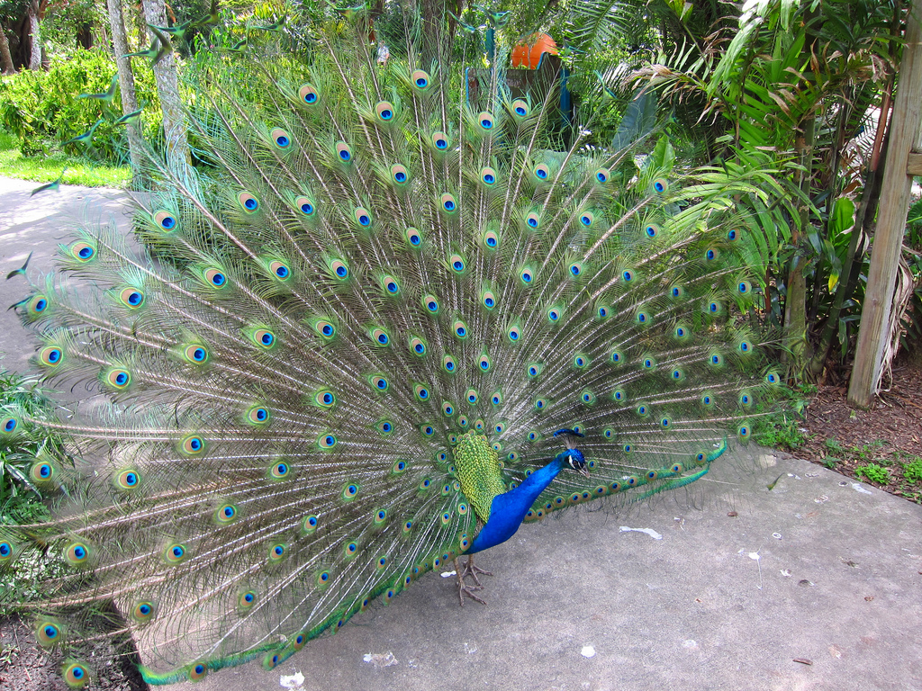 Puzzle Image