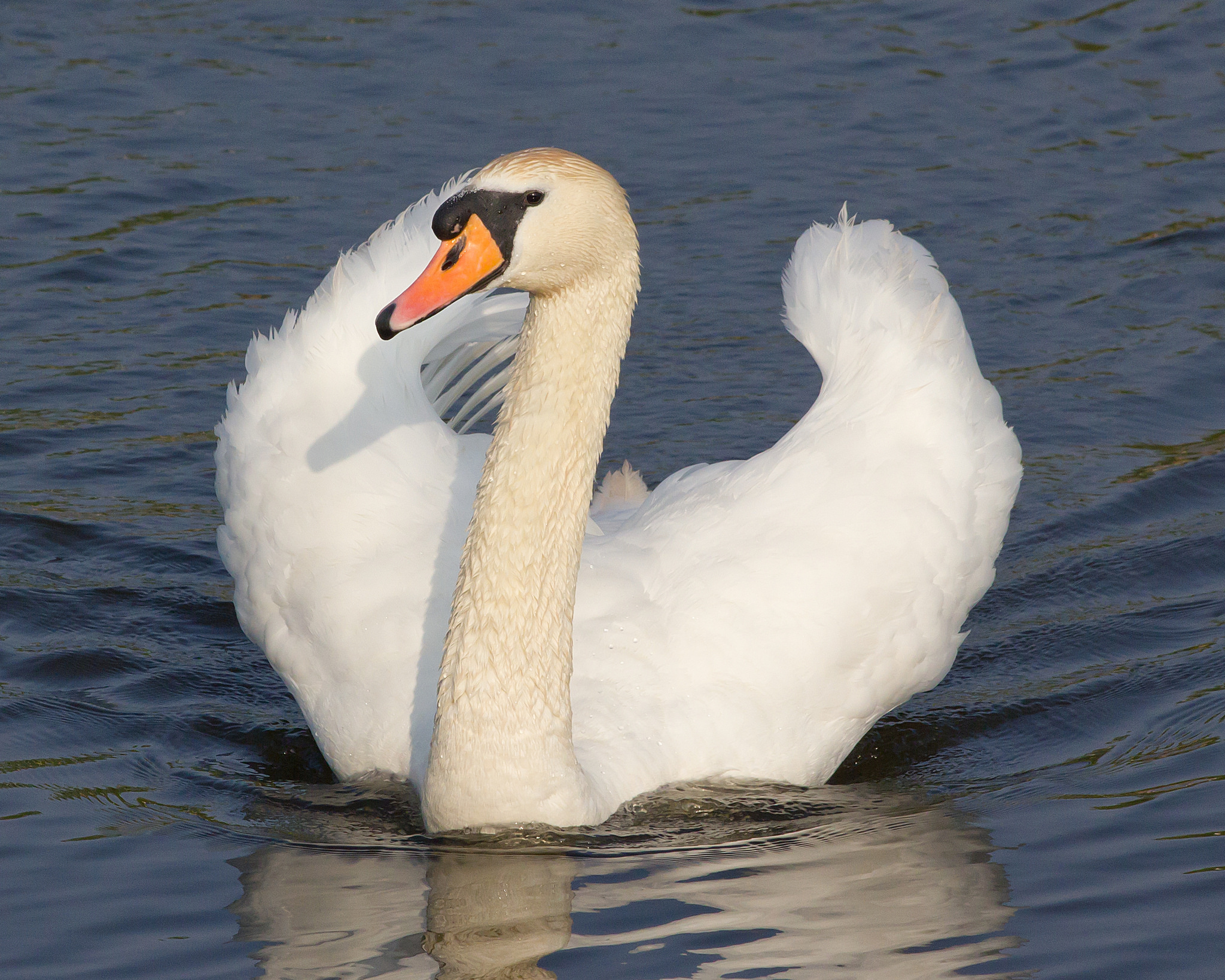 Puzzle Image