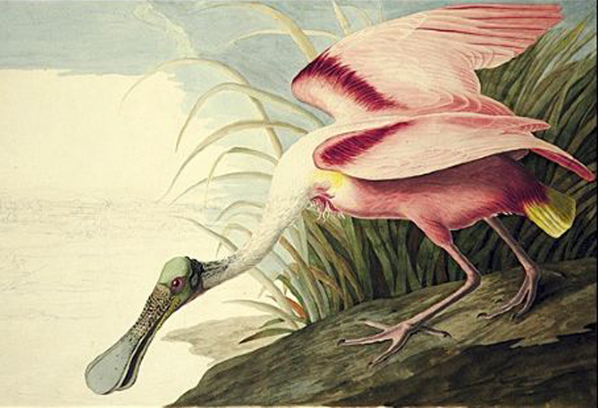 Audubon Bird Drawings Online Jigsaw Puzzle
