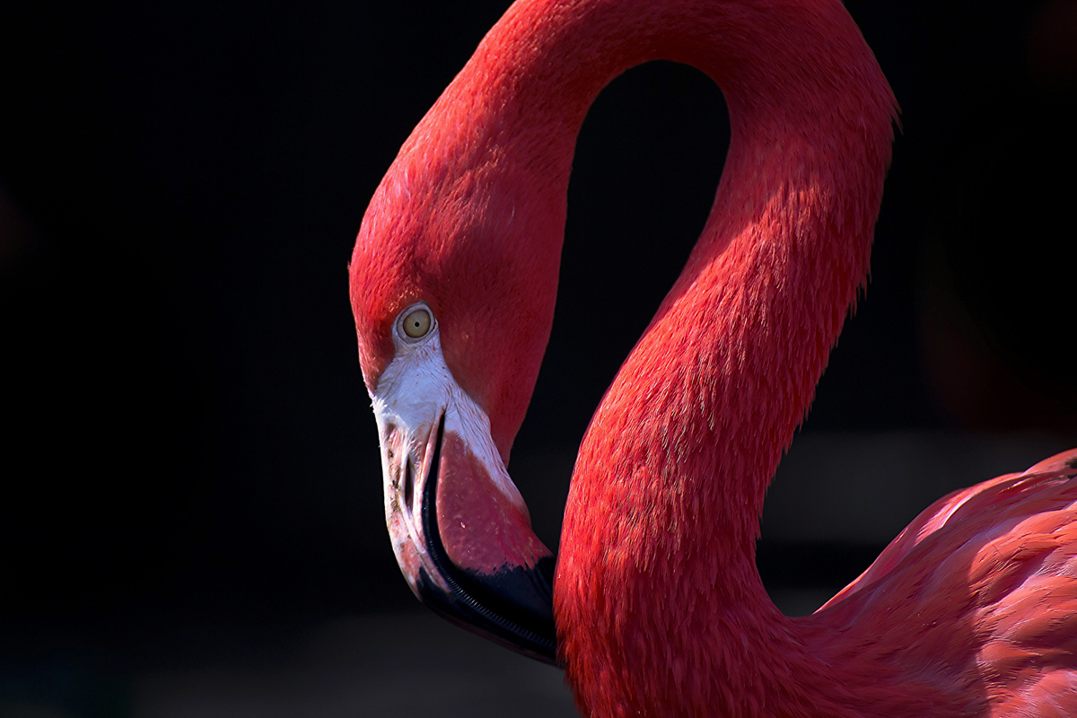 Puzzle Image