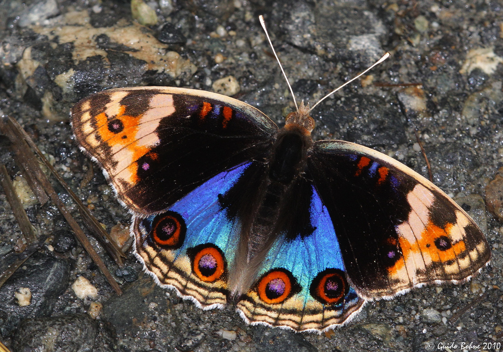 Puzzle Image