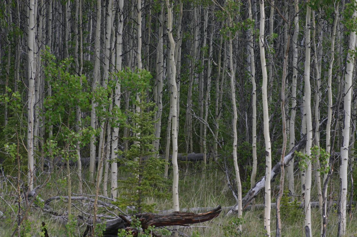 Puzzle Image