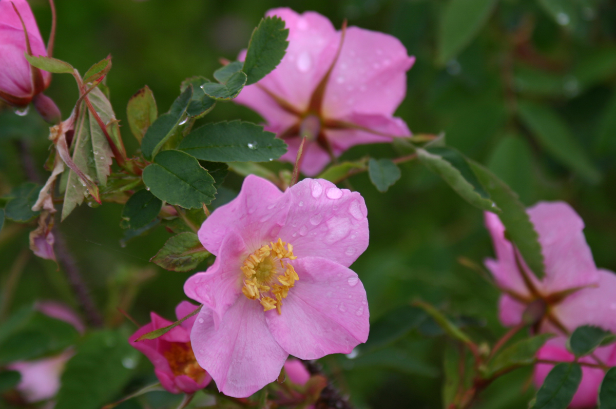 Puzzle Image