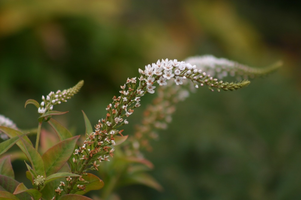 Puzzle Image